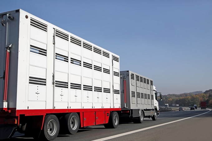 Auch Österreich verbietet Lebendtierexporte nach Russland – wann reagiert Deutschland?