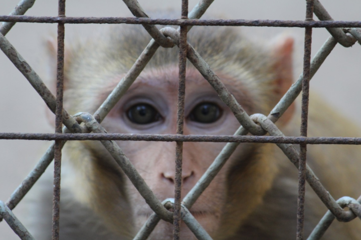 Bürger wollen verbindlichen Plan zur Abschaffung von Tierversuchen in Europa, so eine neue EU-weite Umfrage