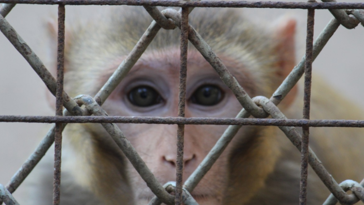 Bürger wollen verbindlichen Plan zur Abschaffung von Tierversuchen in Europa, so eine neue EU-weite Umfrage