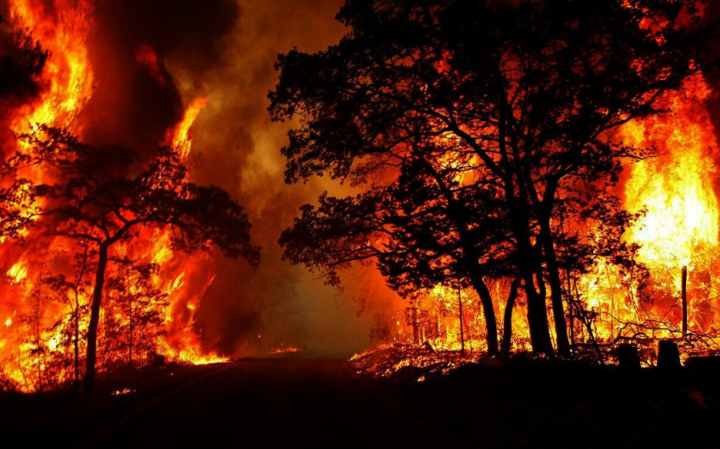 Feux de forêt : arrêtez le massacre, la Kabylie brûle !