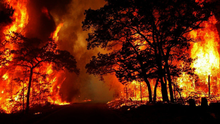 Feux de forêt : arrêtez le massacre, la Kabylie brûle !