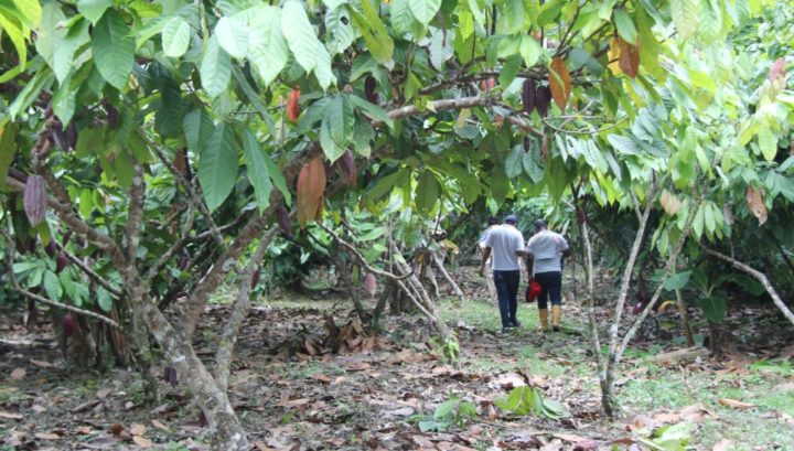 Colombia: 93 masacres en 20 meses