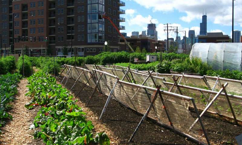 54 Million People in the U.S. May Go Hungry During Pandemic—Can Urban Farms Help?