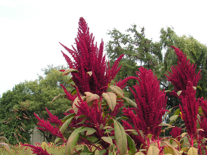 L’amarante : l’aliment du futur résistant à la sécheresse et au changement climatique