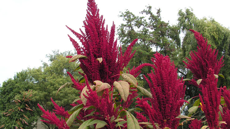 L’amarante : l’aliment du futur résistant à la sécheresse et au changement climatique