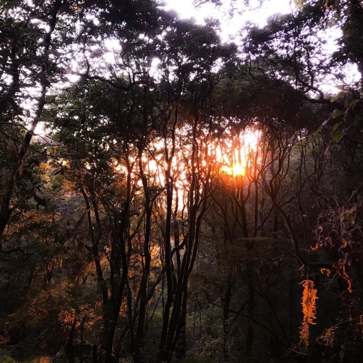 bosque amaneciendo - Alejandro Rodríguez