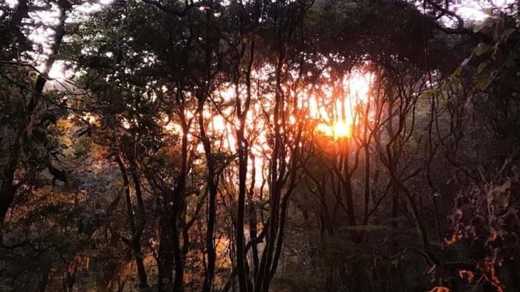 bosque amaneciendo - Alejandro Rodríguez