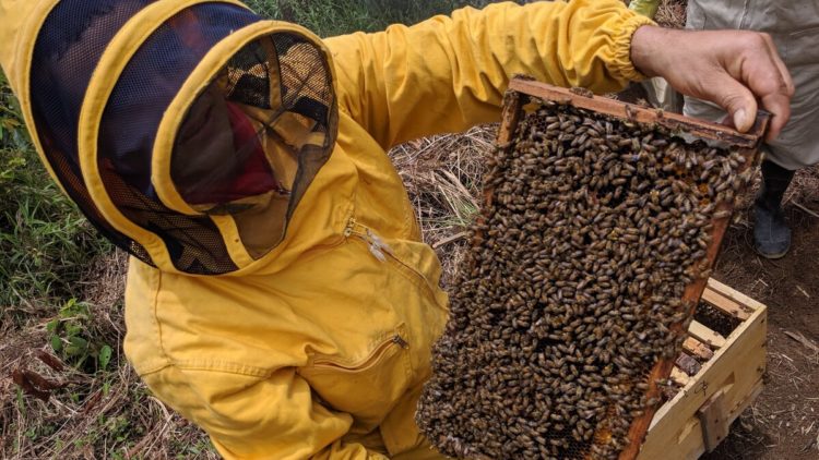 Colombia: Miel de la Montaña, una contribución a la paz