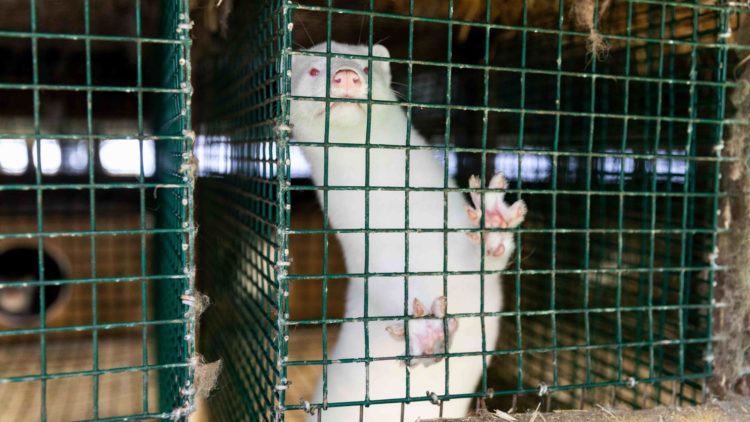 Massentötungen von Nerzen in Dänemark - VIER PFOTEN fordert Ende der Pelztierzucht