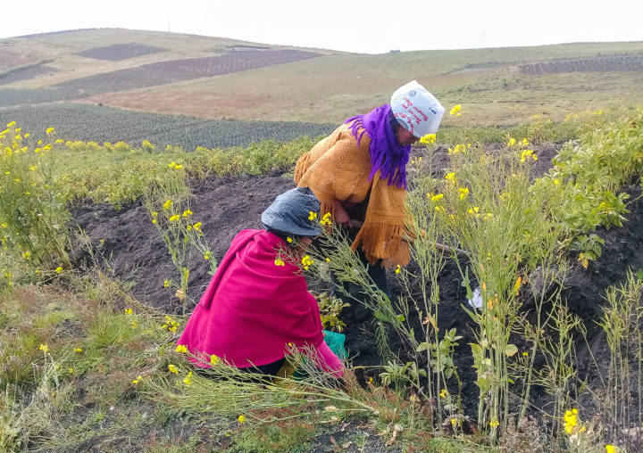 Mujeres realizando labores agrícolas en tierras altas.