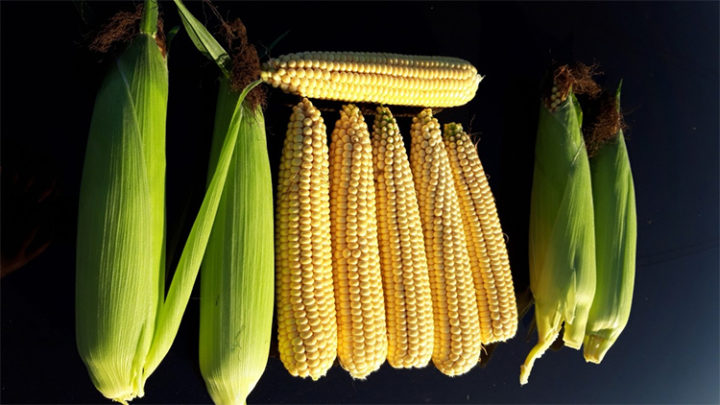 Imagem de pxhere.com | CC0)