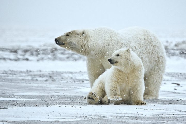 Riesenerfolg für die Eisbären und unser Klima – Gericht kassiert Trumps Genehmigung für ein Offshore-Bohrprojekt in der Arktis