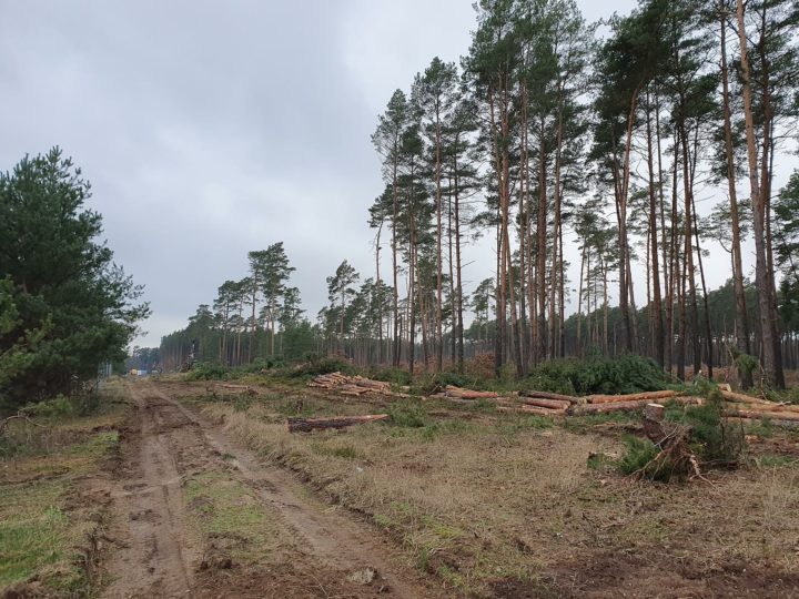 Rodungsstopp bei Tesla - Vorläufiger Erfolg