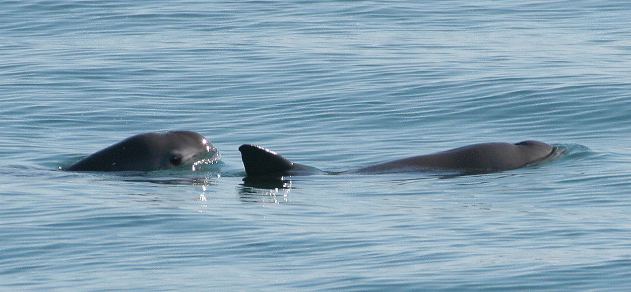 Vaquita: a disappearing porpoise