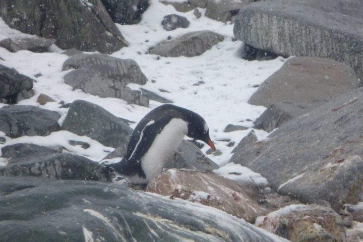 Citizen Science: Pinguinforschung von zu Hause