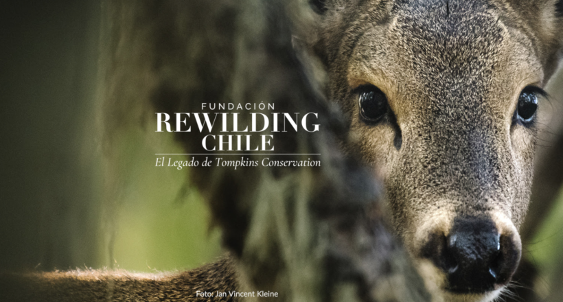 Rewilding Chile