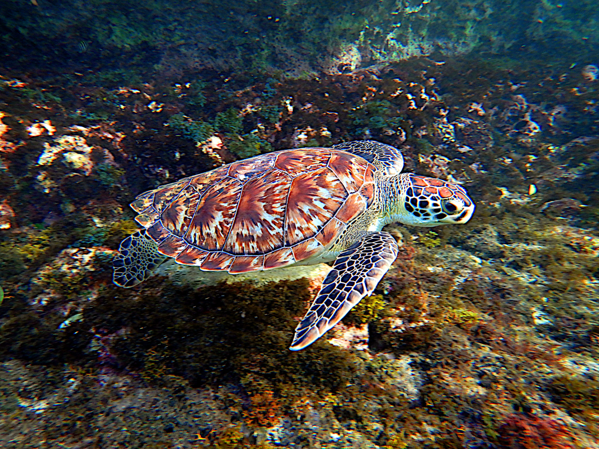 Loving Living Animals: The Hawksbill Sea Turtle