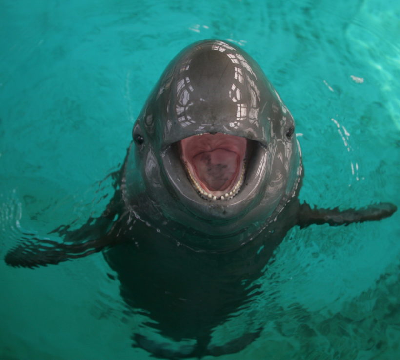 Four Research Porpoises Only