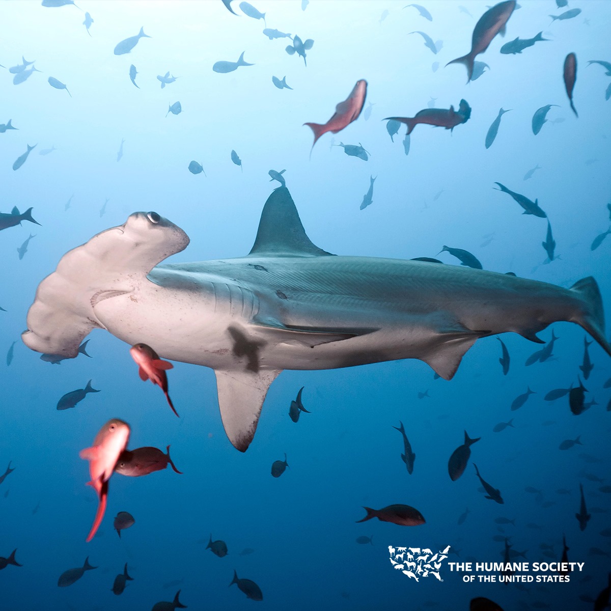 Love for Living Animals: The Pondicherry Shark, Most Endangered by Shark  Fin Soup, Hugs When it Mates, and Visits an “Underwater Spa” annually
