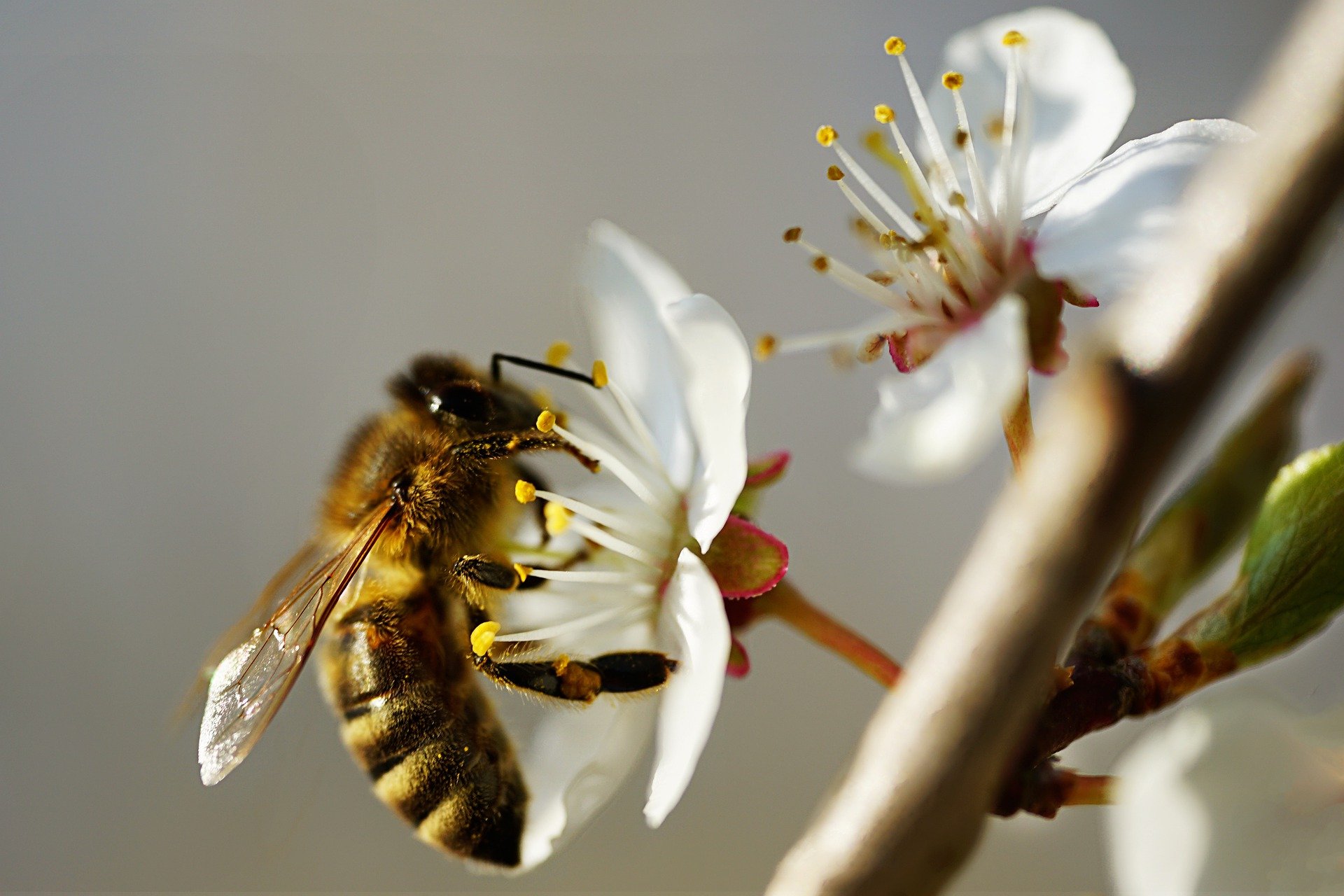 Nahaufnehme einer Biene auf einer Blüte