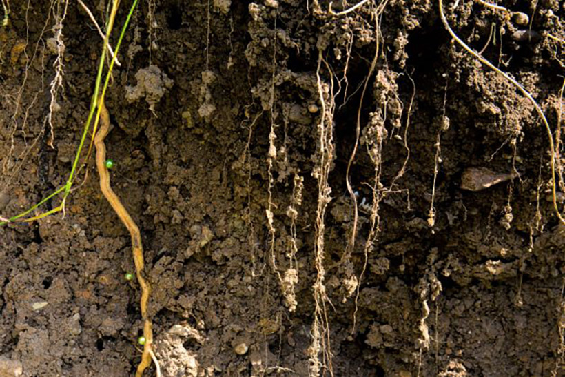 Weltbodentag 2022: Gesundes Wasser ist ein Produkt geunden Bodens