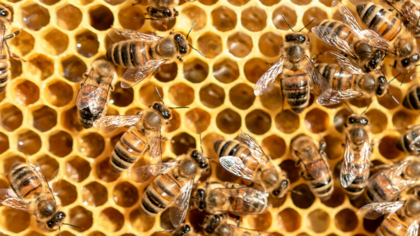 EuGH-Urteil: Notfallzulassungen bienengefährlicher Ackergifte sind rechtswidrig