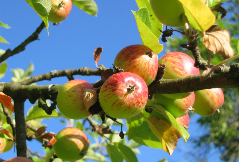 Umweltinstitut veröffentlicht Pestiziddaten aus Südtirol – Europaweit einmalige Auswertung Daten belegen Einsatz hochgefährlicher Wirkstoffe, monatelangen Dauereinsatz und Mehrfachbelastung durch Pestizidcocktails