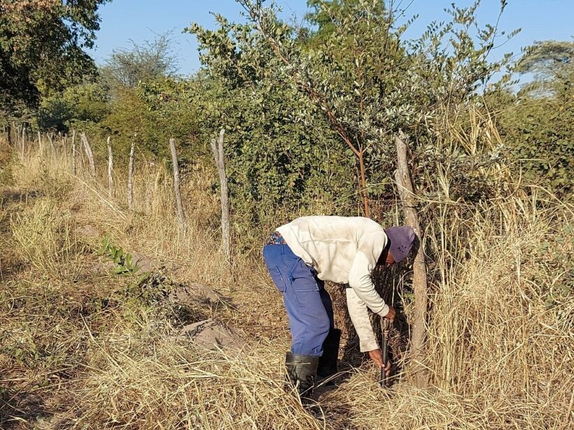 Men are responsible for clearing the crop fields and mending fences in preparation for the next ploughing season