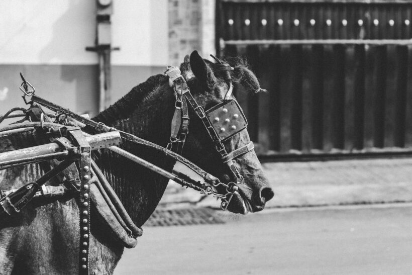 Ein Pferd mit Scheuklappen.