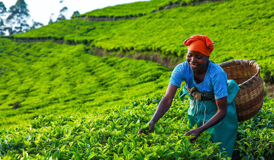 Africa grows. Rwanda MINUSTAH. Rwanda Tea Packets. Tea leaves labourer in Africa. Rwanda FPU MINUSTAH.