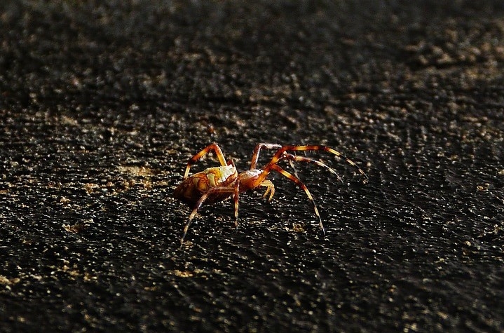 Trapdoor Spider. Image from Pixabay.