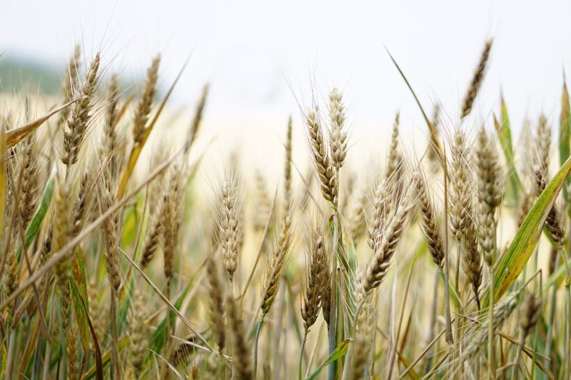Trotz Sanktionen: Russland liefert kostenloses Getreide nach Afrika