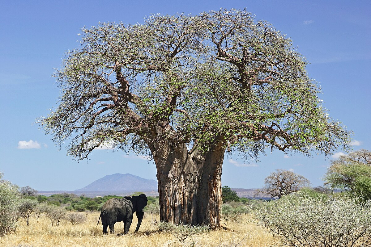 Afrika, eine Geschichte zum Wiederentdecken: 39 – Der Affenbrotbaum, Baum des Lebens und des Dialogs
