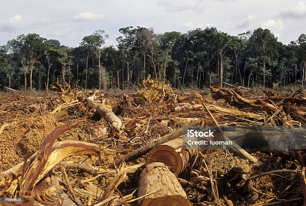 Tyskland, Norge og Storbritannia uttaler seg om peruansk skoglov