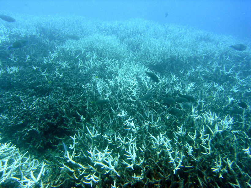 Ocean Heat Pummels the Great Barrier Reef, Again