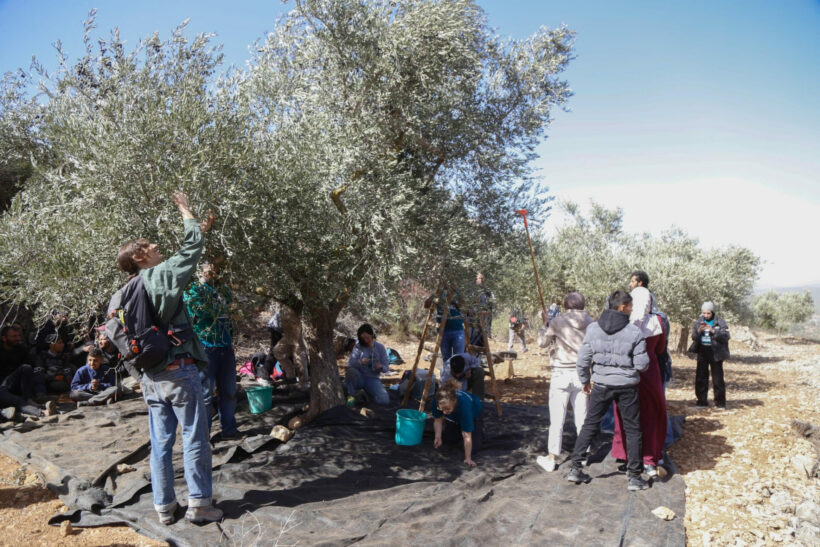 Erntezeit im Westjordanland... aber nicht für alle