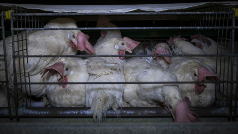 Galline in gabbia - foto da Animal Equality