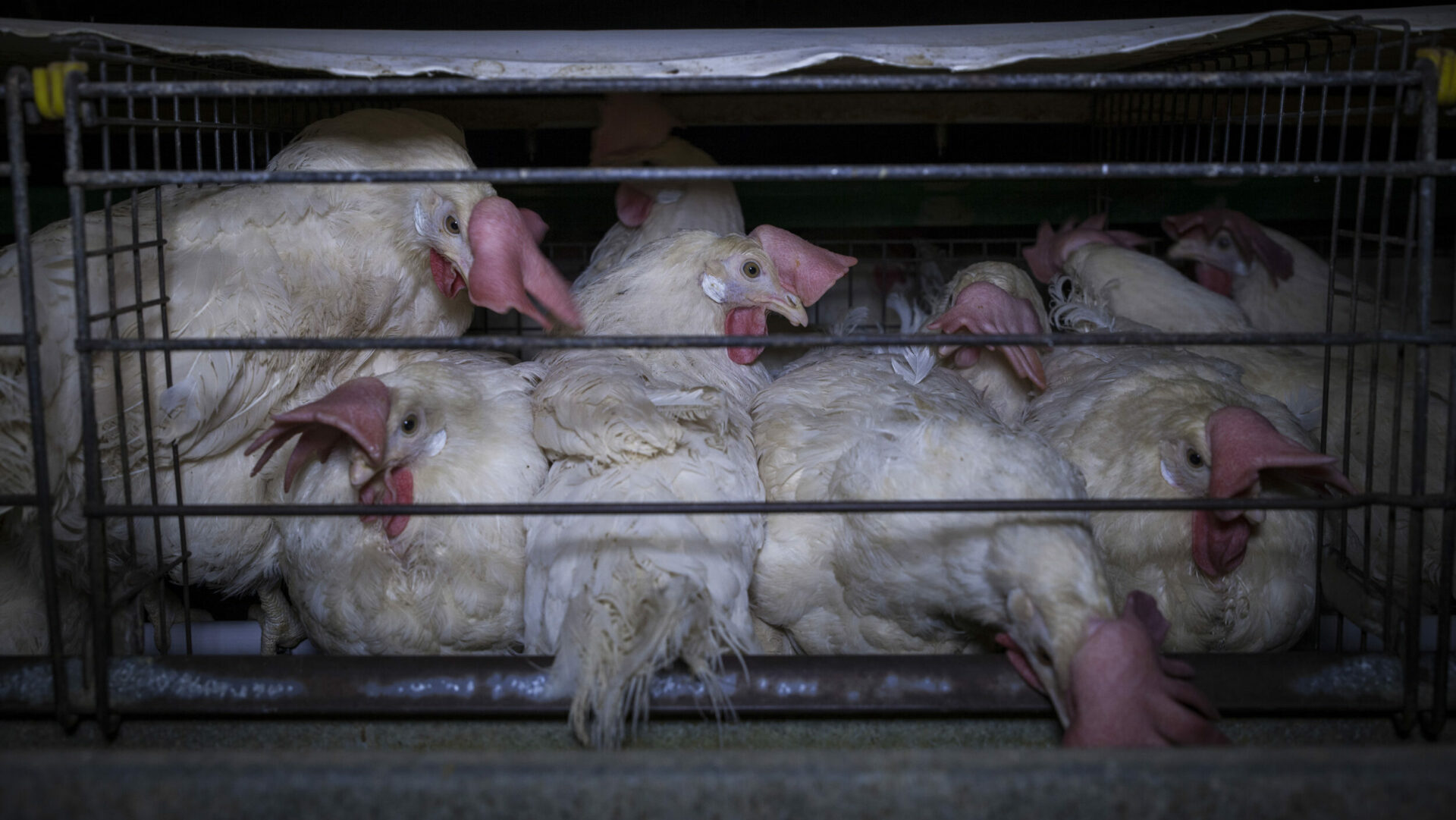 Galline in gabbia - foto da Animal Equality