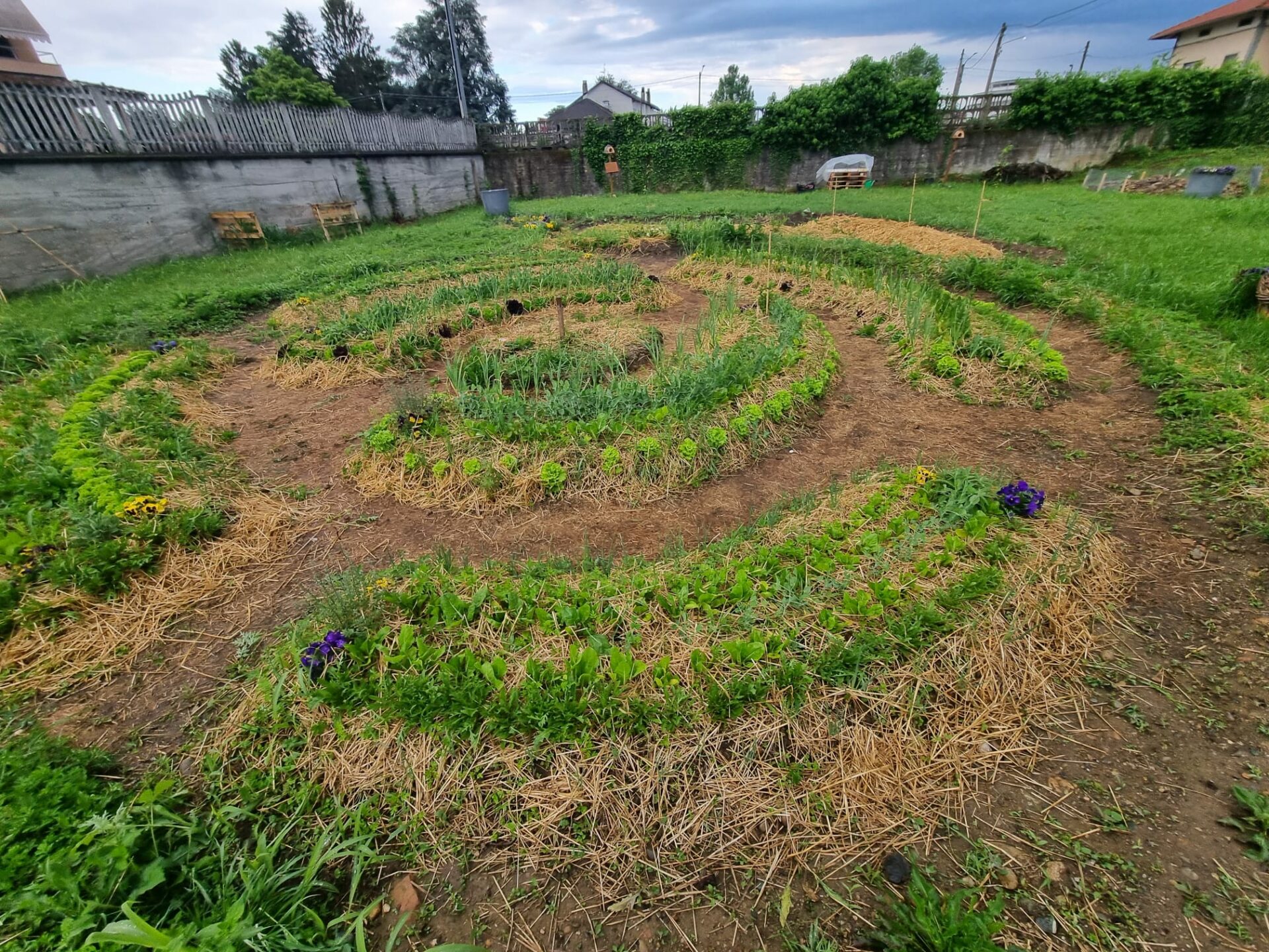 Coltivazione a forma di chiocciola dell'Orto di tutti realizzata a CIgliano (VC) su un terreno confiscato alla mafia