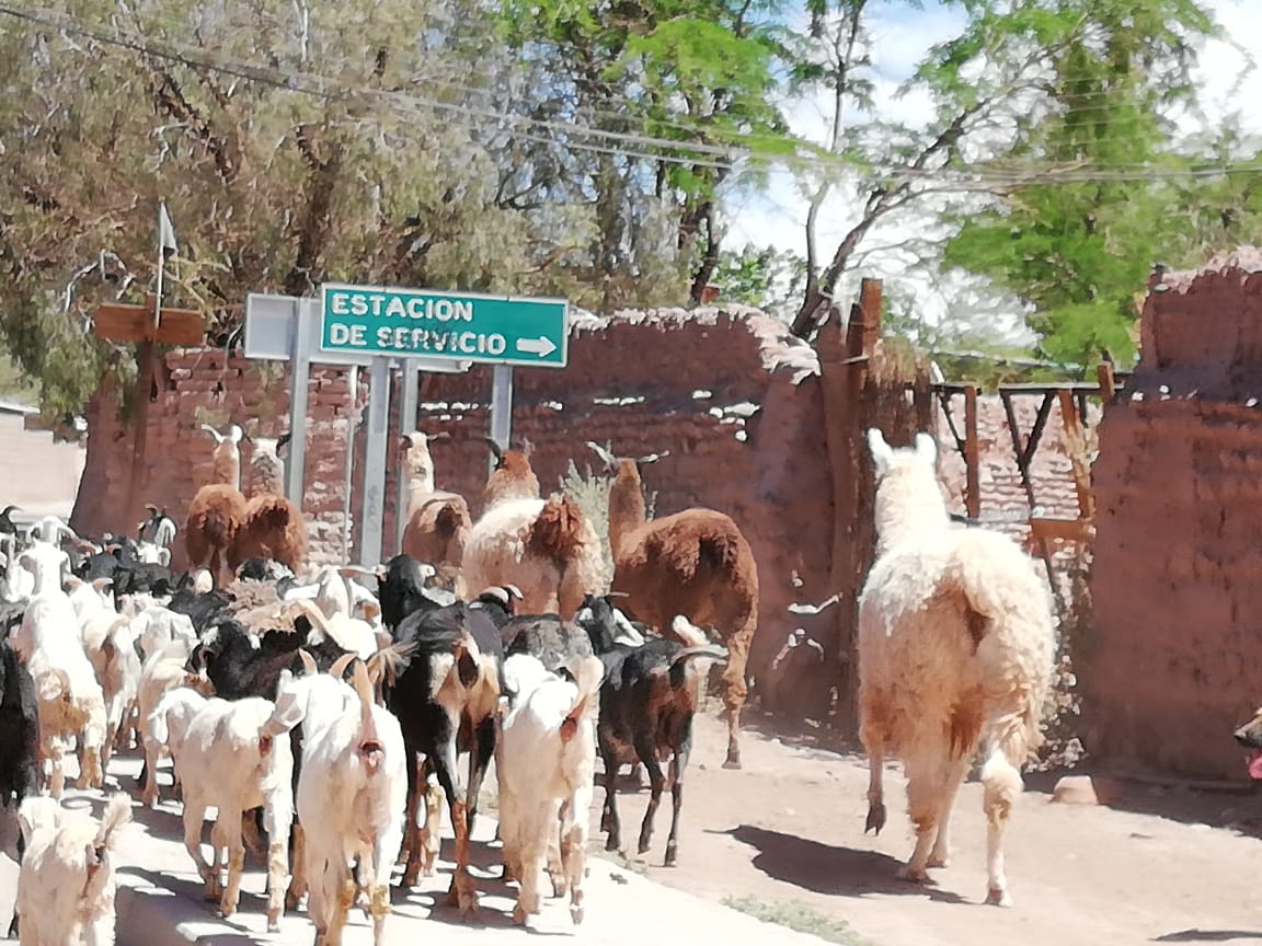 Universalistischer Humanismus und Tierrechte