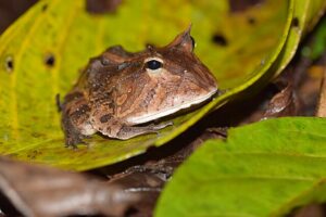 Chile: Biodiversidad, una palabra incómoda