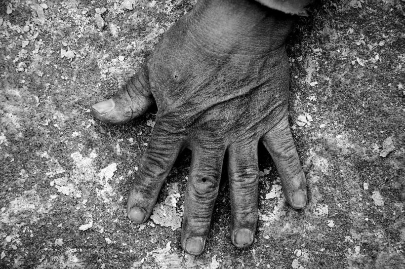 Manos, ejemplo de trabajo, resistencia y dignidad. (© Walker Vizcarra)