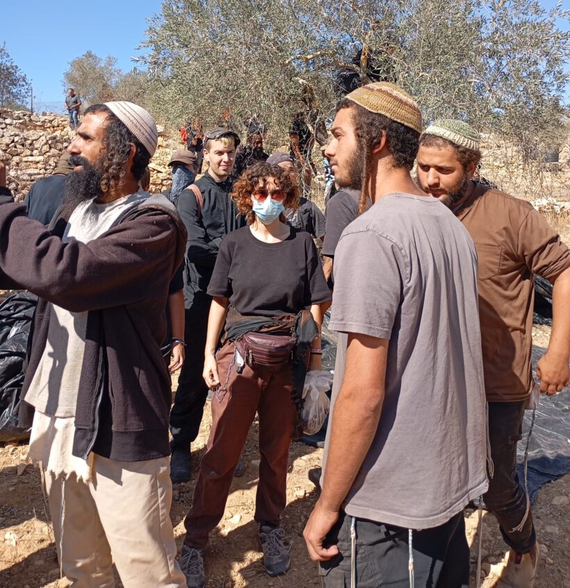 campi di ulivi attaccati dai coloni