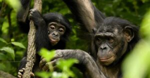 La larga lucha por la Ley de Grandes Simios