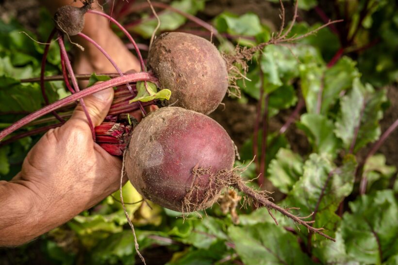 Bundesbürger: immer mehr Biobürger?