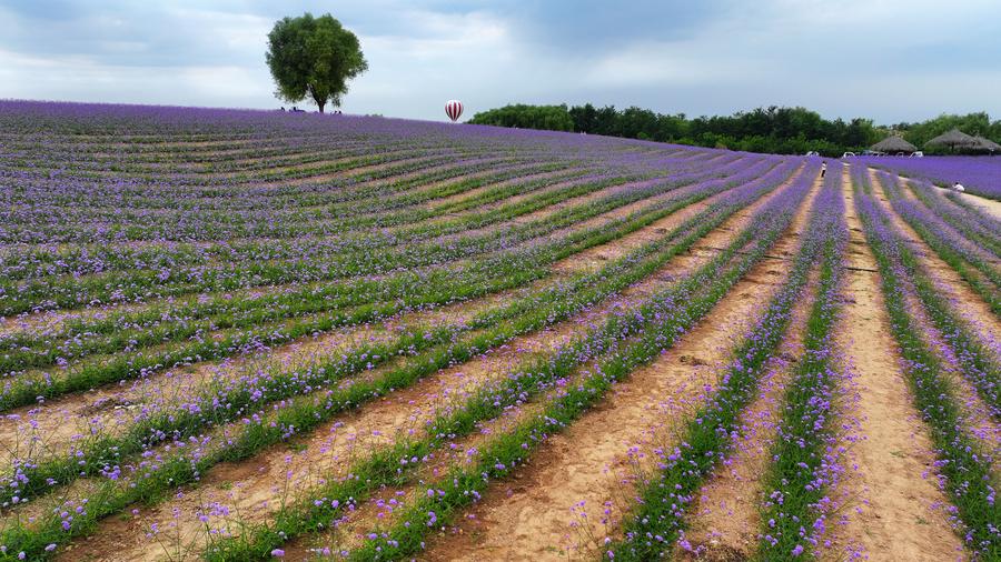 China desert turns green via 25 years of youth-led efforts