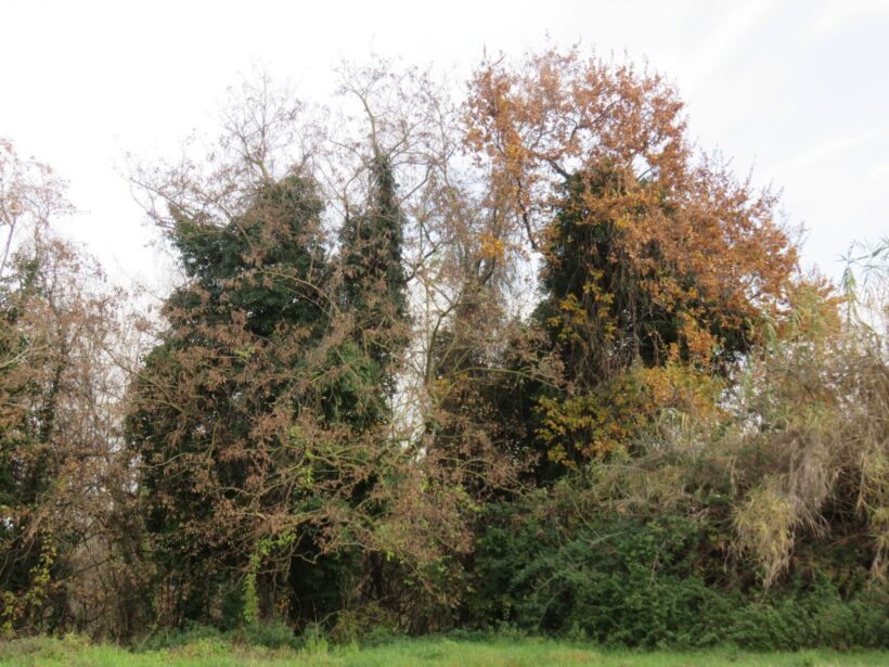 alberi ex polveriera Riccione