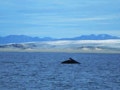 A humpback whale swims along the Greenlandic ice sheet in the Davis Strait south of Nuuk. Around 85% of the surface area of Greenland is covered by ice. Source: Wikimedia Commons.