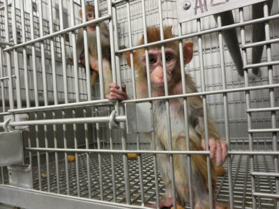 2015-01-22-Primate-Products-Investigagtion-Affe-006-c-PETA-USA