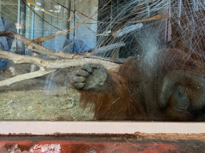 Orangutan zoo barcelona ZOOXXI